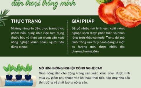 NÔNG NGHIỆP SỐ: TRỒNG RAU BẰNG ĐIỆN THOẠI THÔNG MINH