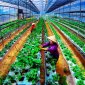LỢI ÍCH CỦA CHUYỂN ĐỔI SỐ TRONG NÔNG NGHIỆP
